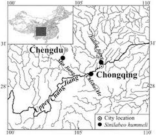 Sinilabeo hummeli Zhang, Kullander & Chen, 2006
